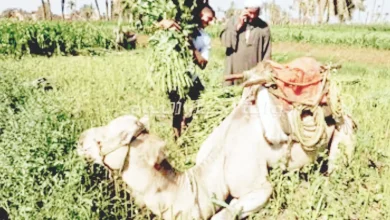 «الذهب-الأخضر»:-«جردو».-تصدر-الملوخية-والنباتات-العطرية