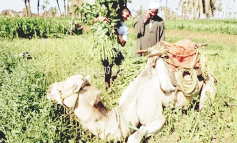 «الذهب-الأخضر»:-«جردو».-تصدر-الملوخية-والنباتات-العطرية