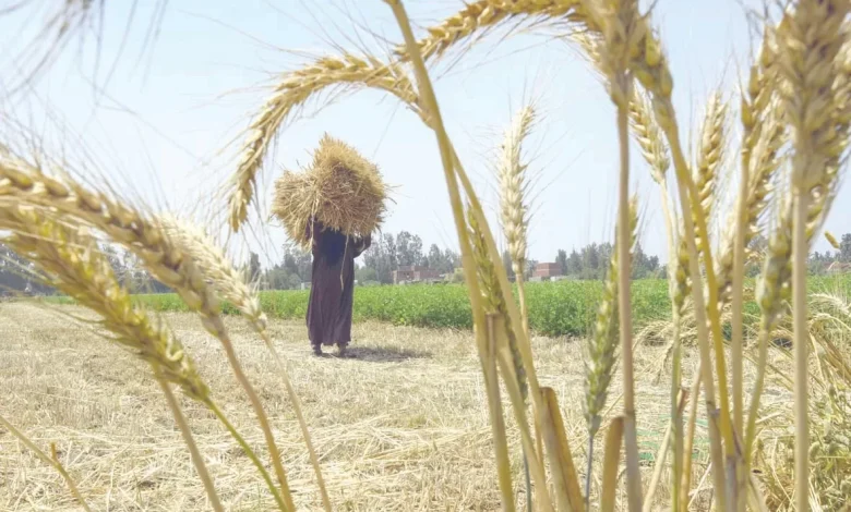 ٤٫٣-مليون-فدان-«ذهباً-أصفر».-الموسم-الجديد